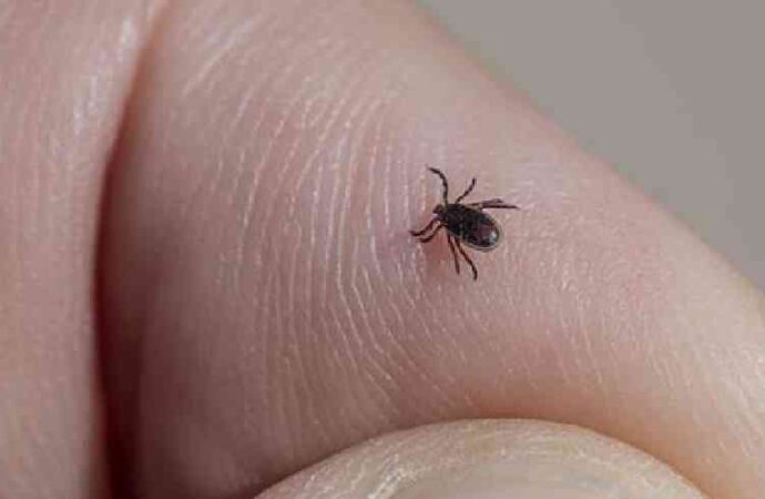 Enciende focos rojos mortalidad por rickettsia en Cajeme
