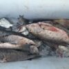Llaman al manejo adecuado de los alimentos ante el calor