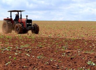 Productores del sur de Sonora enfrentan pérdidas por desplome en rendimientos de trigo y maíz