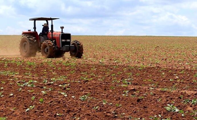 Productores del sur de Sonora enfrentan pérdidas por desplome en rendimientos de trigo y maíz