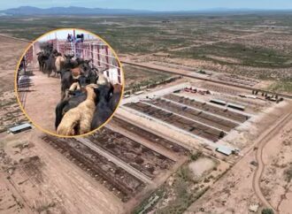 México busca exportar 400 mil reses a EE.UU. tras la reapertura gradual de la frontera ganadera