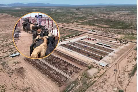 México busca exportar 400 mil reses a EE.UU. tras la reapertura gradual de la frontera ganadera