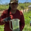 Sonora refuerza combate al gusano barrenador con liberación de 22 millones de moscas estériles