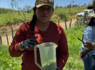 Sonora refuerza combate al gusano barrenador con liberación de 22 millones de moscas estériles