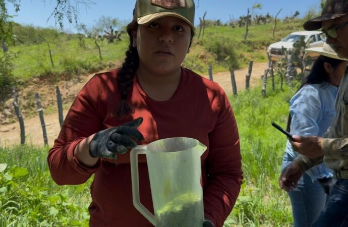 Sonora refuerza combate al gusano barrenador con liberación de 22 millones de moscas estériles