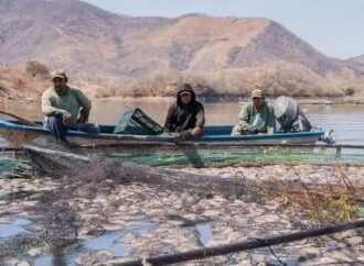 Buscan recuperar producción de tilapia en embalses de Sonora