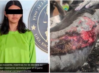 Mujer acusada de quemar con agua hirviendo a la perrita “Deysi” en Hermosillo
