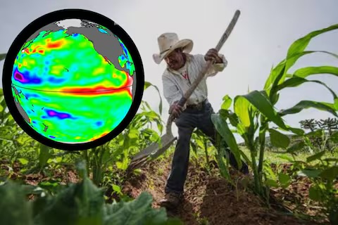 Súper Niño amenaza al campo de Sonora con cambios en lluvias y temperaturas