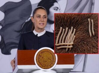 Sheinbaum garantiza recursos para combatir gusano barrenador y reforzar a Senasica