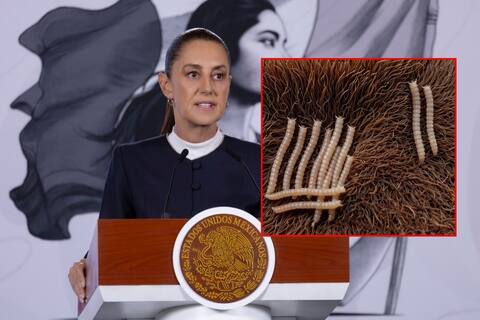 Sheinbaum garantiza recursos para combatir gusano barrenador y reforzar a Senasica