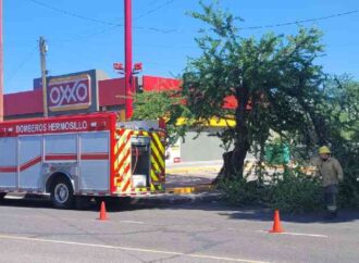 Hermosillo despliega operativo tras tormenta; atienden árboles caídos, postes y daños en la ciudad