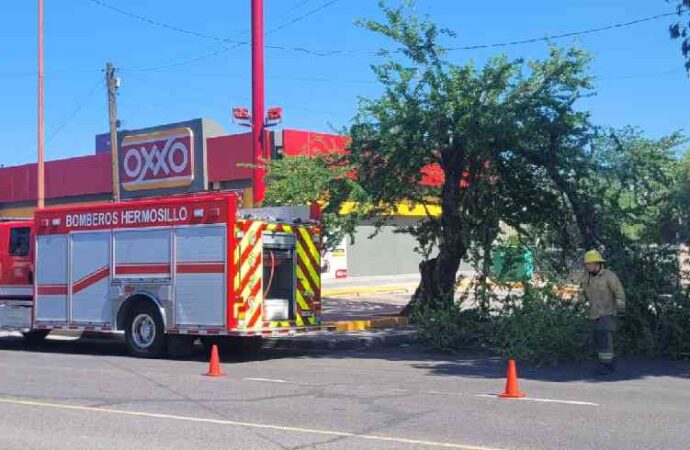 Hermosillo despliega operativo tras tormenta; atienden árboles caídos, postes y daños en la ciudad