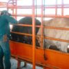 Capacitan a ganaderos para actuar ante gusano barrenador