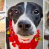 Invitan a feria de adopciones para dar un hogar a perros y gatos