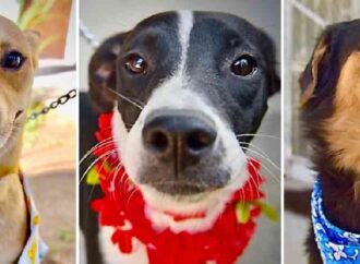 Invitan a feria de adopciones para dar un hogar a perros y gatos