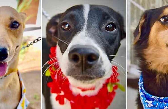 Invitan a feria de adopciones para dar un hogar a perros y gatos