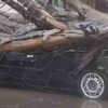 Árboles, cables y estructuras caídas en distintos puntos de Obregón es el saldo de fuertes vientos y lluvias