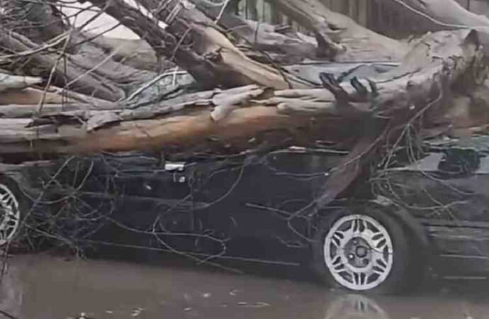 Árboles, cables y estructuras caídas en distintos puntos de Obregón es el saldo de fuertes vientos y lluvias