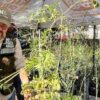 Regalarán árboles nativos en el vivero municipal