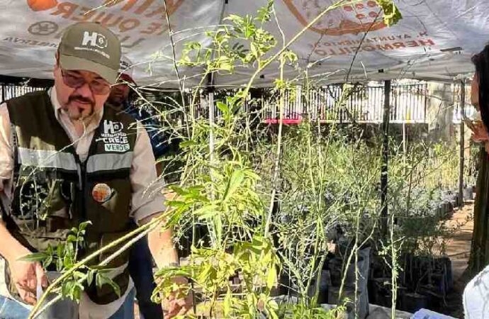 Regalarán árboles nativos en el vivero municipal
