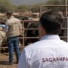 Sonora activa cerco sanitario tras detectar primer caso de gusano barrenador