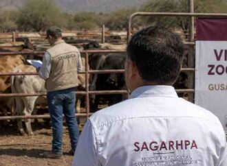 Sonora activa cerco sanitario tras detectar primer caso de gusano barrenador