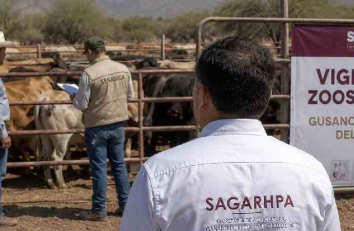 Sonora activa cerco sanitario tras detectar primer caso de gusano barrenador