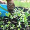 Plantan 24 árboles en Paseo Las Quintas para combatir el calor en Hermosillo