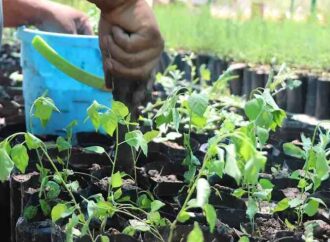 Plantan 24 árboles en Paseo Las Quintas para combatir el calor en Hermosillo