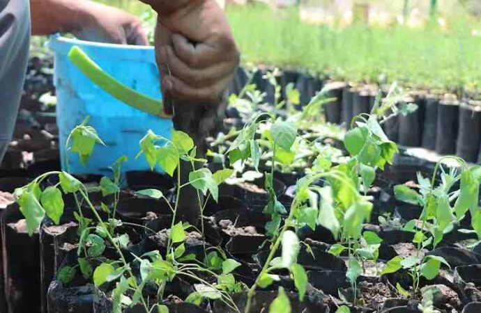Plantan 24 árboles en Paseo Las Quintas para combatir el calor en Hermosillo