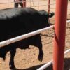Abre la frontera de Sonora con Estados Unidos para el paso de ganado Sonorense