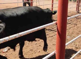 Abre la frontera de Sonora con Estados Unidos para el paso de ganado Sonorense