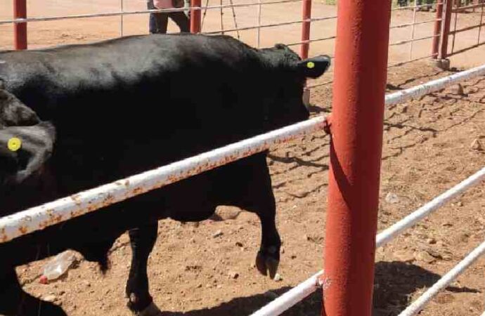 Abre la frontera de Sonora con Estados Unidos para el paso de ganado Sonorense