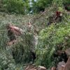 Ayuntamiento pide reportar árboles caídos, inundaciones y fallas de alumbrado al 070