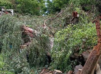 Ayuntamiento pide reportar árboles caídos, inundaciones y fallas de alumbrado al 070