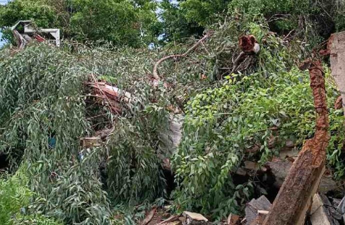 Ayuntamiento pide reportar árboles caídos, inundaciones y fallas de alumbrado al 070