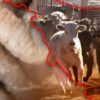 Sonora registra primer caso de gusano barrenador y activa operativo sanitario en Álamos