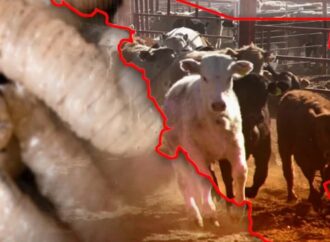 Sonora registra primer caso de gusano barrenador y activa operativo sanitario en Álamos
