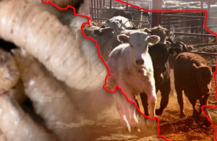 Sonora registra primer caso de gusano barrenador y activa operativo sanitario en Álamos