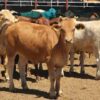 Sonora suma cinco casos de gusano barrenador; cuatro están en Álamos y uno en Yécora