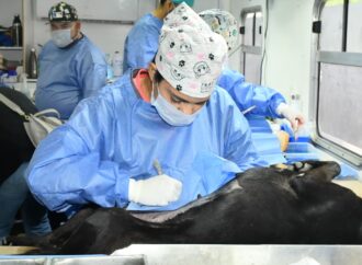 Invita Gobierno Municipal a jornadas gratuitas de esterilización y baños contra garrapatas para perros y gatos