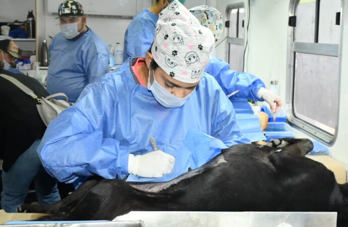 Invita Gobierno Municipal a jornadas gratuitas de esterilización y baños contra garrapatas para perros y gatos