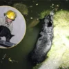 Bomberos rescatan a cachorro que cayó a un canal en la colonia El Ranchito de Hermosillo