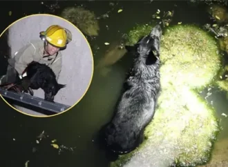 Bomberos rescatan a cachorro que cayó a un canal en la colonia El Ranchito de Hermosillo