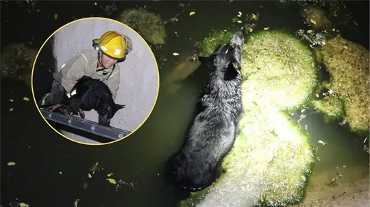 Bomberos rescatan a cachorro que cayó a un canal en la colonia El Ranchito de Hermosillo