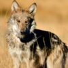 Lobo mexicano suma 319 ejemplares en EU, pero aún requiere protección para su recuperación