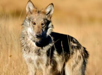 Lobo mexicano suma 319 ejemplares en EU, pero aún requiere protección para su recuperación
