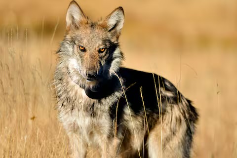 Lobo mexicano suma 319 ejemplares en EU, pero aún requiere protección para su recuperación
