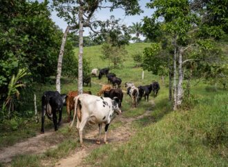 Sonora acumula 55 casos de gusano barrenador