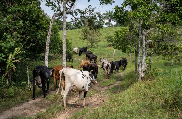 Sonora acumula 55 casos de gusano barrenador